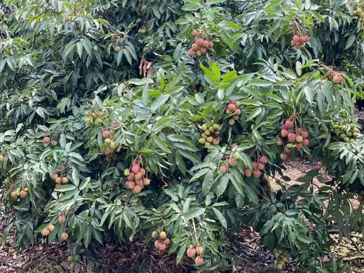 海南妃子笑荔枝 Lychee 商品图4