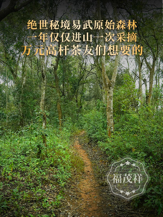 【旧衙门】易武唯一的朝廷驻扎所在地 首次合作开采 成本让茶友体验单株级古树 2023年头春普洱茶易武茶区旧衙门古800高杆古树普洱生茶357g饼茶 商品图1