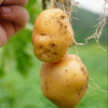 【2024夏季新品】生态小土豆5斤装  自然农法种植 自然粉糯 现挖现发 商品缩略图8