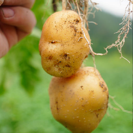 【2024夏季新品】生态小土豆5斤装  自然农法种植 自然粉糯 现挖现发 商品图8