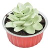 绿色多肉蛋糕50g 商品缩略图0