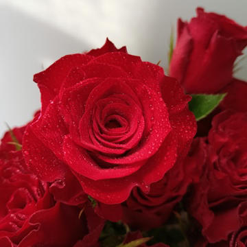 本周鲜花高原红丝绒玫瑰，花型漂亮，花期更长！一束20支！ 商品图1