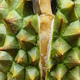 周六配送万柳地区，干饶榴莲，果肉绵软顺滑，香气浓郁，甜度高！！干饶的皮是青绿色不是不熟！！保熟，不包房！