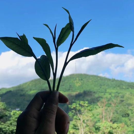 【南本老寨】古树纯料普洱茶 商品图3