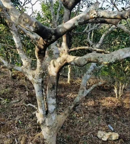 【刮风寨地界】大树纯料普洱茶 商品图2