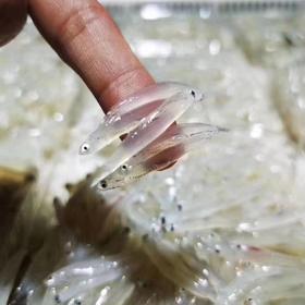 野生海捕小银鱼（东山岛）