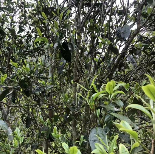 【香椿林】古树纯料普洱茶 商品图1