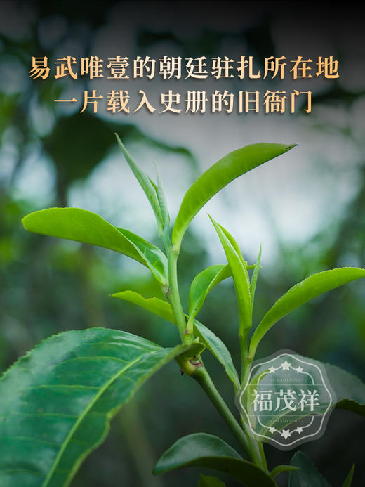 【旧衙门】易武唯一的朝廷驻扎所在地 首次合作开采 成本让茶友体验单株级古树 2023年头春普洱茶易武茶区旧衙门古800高杆古树普洱生茶357g饼茶 商品图3