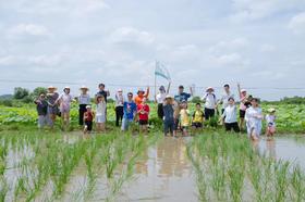 自然课程-青秧插满田