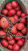 阿林丑番茄 商品缩略图0