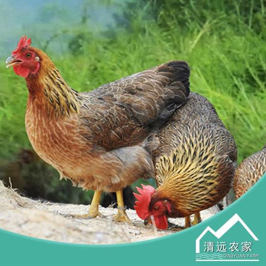 【清农优选】168天休眠清远鸡1000g 商品图1