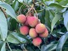海南妃子笑荔枝 Lychee 商品缩略图3