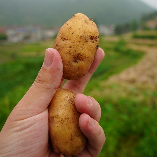 【2024夏季新品】生态小土豆5斤装  自然农法种植 自然粉糯 现挖现发 商品图6