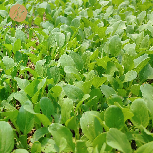 有虫孔的有机鸡毛菜 连根采摘 1.5kg/份（非标准品质) 仅需自理运费 南京市配送 商品图2