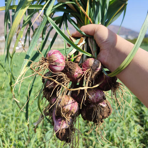 云南紫皮独头蒜（鲜蒜） 商品图0