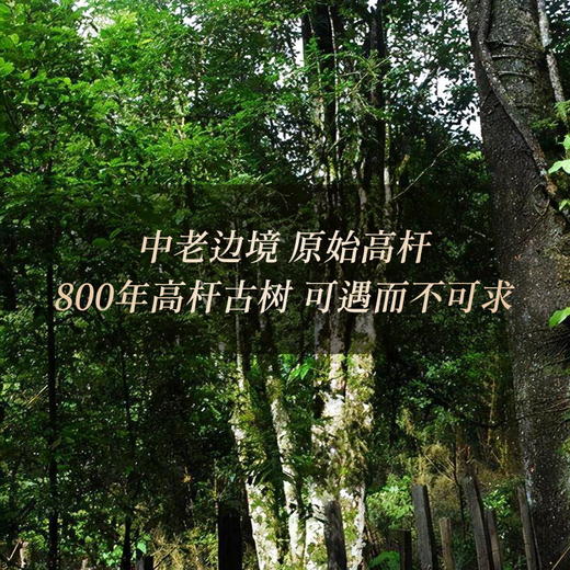 【刮风寨】2023年头春头采今年掌柜首款巨作，全部为挑采不低于20米高杆古树茶，掌柜出手比出好茶357克/饼 商品图7