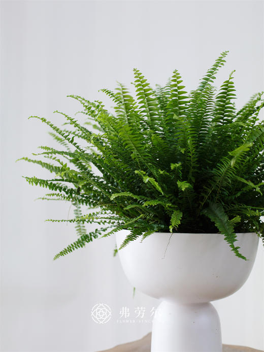 波斯顿蕨 商品图0