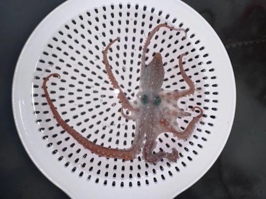 霞红章鱼 商品图1