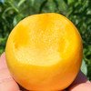 『沂蒙山黄金油桃』现摘现发，桃香浓郁，细嫩多汁 商品缩略图6