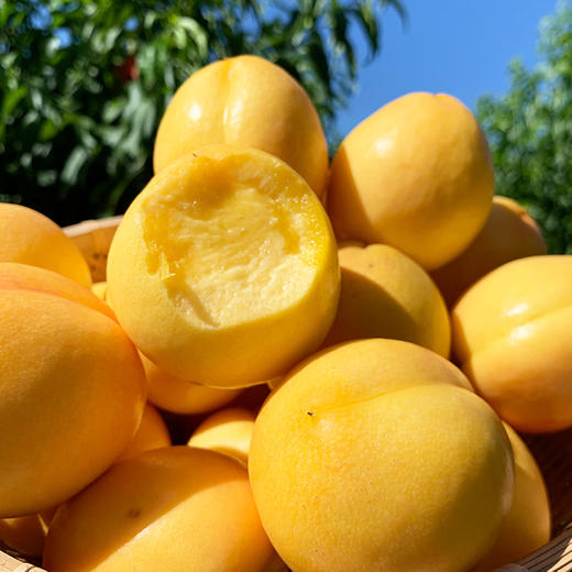 『沂蒙山黄金油桃』现摘现发，桃香浓郁，细嫩多汁 商品图1