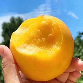 『沂蒙山黄金油桃』现摘现发，桃香浓郁，细嫩多汁