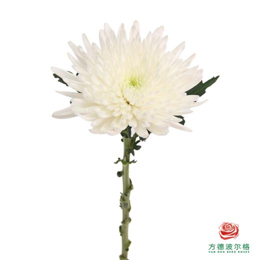 小菊-白玉珠帘 商品图1