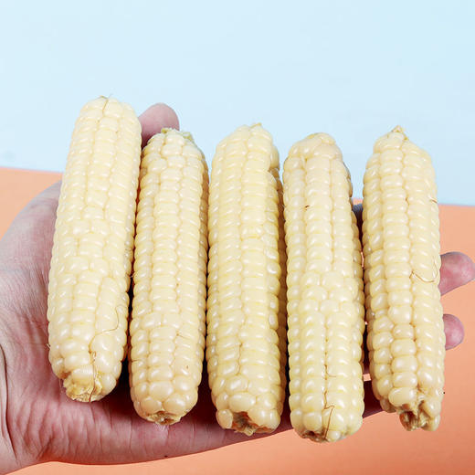 产地直发 | 【枝悦】云南版纳拇指小玉米傣家迷你手指香糯真空玉米棒宝宝即食早餐 商品图3