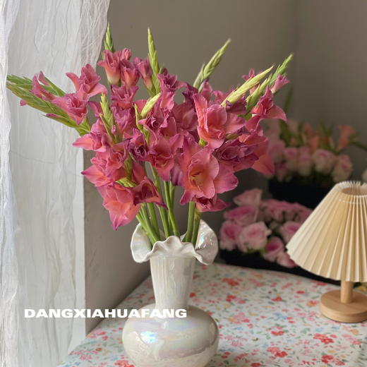 【剑兰.买2份减20元】10支/份 剪短至65-70cm左右发货 商品图0