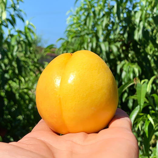 『沂蒙山黄金油桃』现摘现发，桃香浓郁，细嫩多汁 商品图3