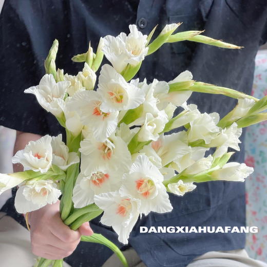 【剑兰.买2份减20元】10支/份 剪短至65-70cm左右发货 商品图5