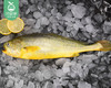 宁德野化冰鲜大黄鱼（杀好三去）/1箱（6条，共1.15-1.25kg） 商品缩略图1
