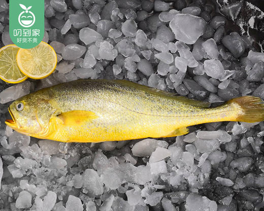 宁德野化冰鲜大黄鱼（杀好三去）/1箱（6条，共1.15-1.25kg） 商品图1
