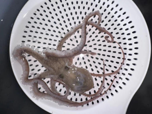 霞红章鱼 商品图0