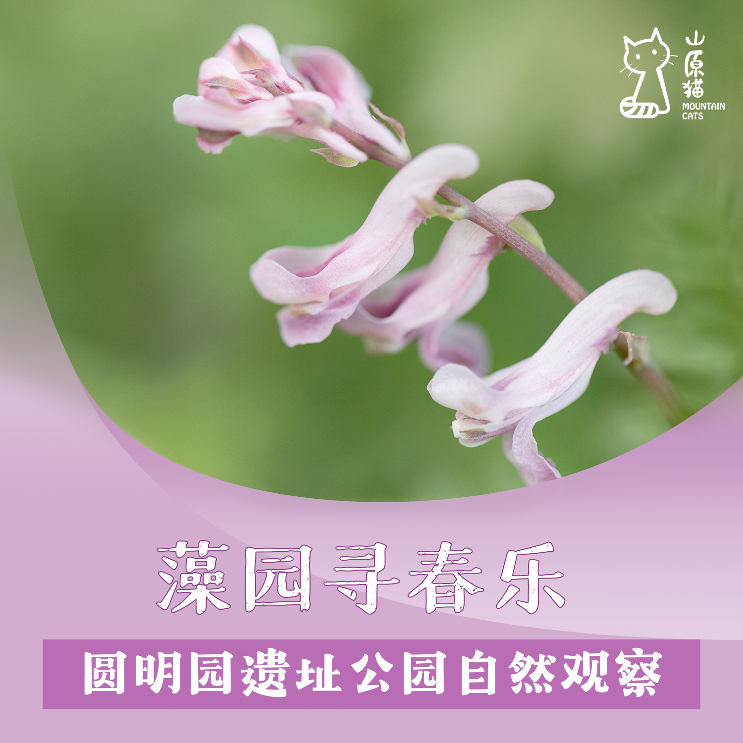 「04月26日 周日下午」藻园寻春乐 · 圆明园遗址公园自然观察