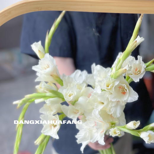 【剑兰.买2份减20元】10支/份 剪短至65-70cm左右发货 商品图7