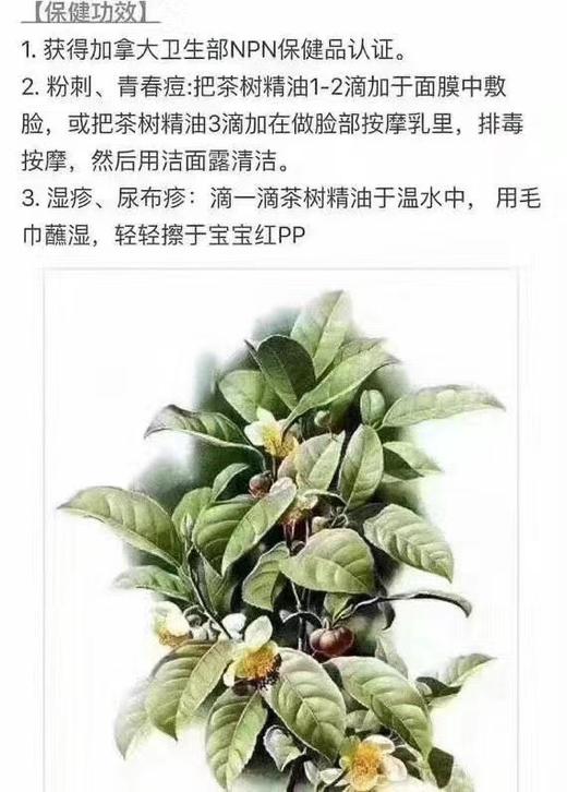 加拿大Holista 100%茶树精油！100ml装！美国采购，无中文标签，介意慎拍  A 商品图4