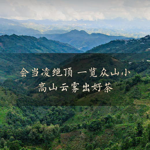 【刮风寨】2023年头春头采今年掌柜首款巨作，全部为挑采不低于20米高杆古树茶，掌柜出手比出好茶357克/饼 商品图4