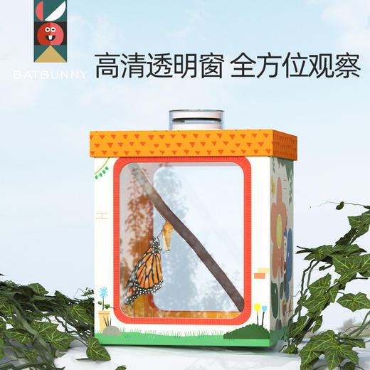 【蝴蝶盒子和蝴蝶蛹分开发货】蝙蝠兔破蛹成蝶-蝴蝶羽化观察盒破茧成蝶培养小朋友走进探索大自然满足好奇心彩盒 商品图3