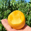 『沂蒙山黄金油桃』现摘现发，桃香浓郁，细嫩多汁 商品缩略图7