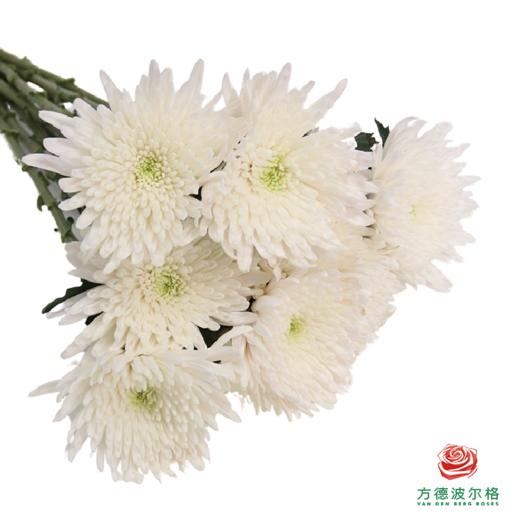 小菊-白玉珠帘 商品图0