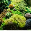万物生苔藓地毯_材料包DIY! 商品缩略图2