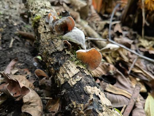 【云南省怒江州福贡县】吉鑫禾黑木耳50g/袋 商品图1