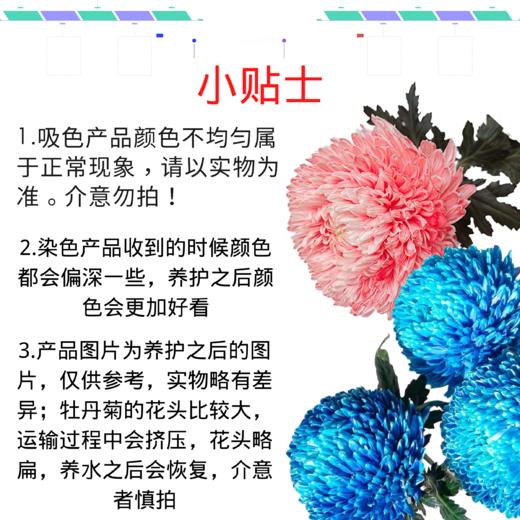 吸色牡丹菊-炫彩珊瑚红  5枝一扎 商品图1