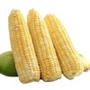 产地直发 | 【枝悦】云南水果玉米 现摘新鲜玉米甜玉米棒产地直供 商品缩略图4