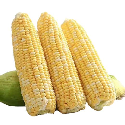 产地直发 | 【枝悦】云南水果玉米 现摘新鲜玉米甜玉米棒产地直供 商品图4