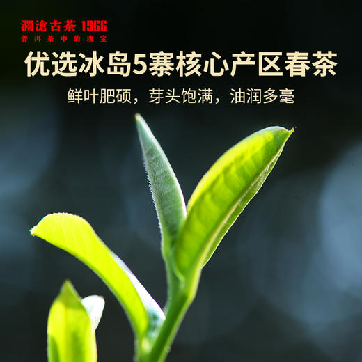 【会员专属】澜沧古茶2023年冰岛五寨品鉴装礼盒30g*5+景迈之春+随行焖泡杯 商品图2
