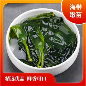 【米莱专享】霞哥浦妹-霞浦海带苗