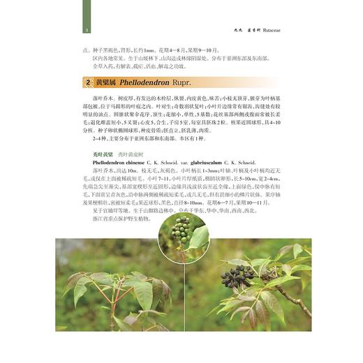 凤阳山植物图说（第三、四卷）/金孝锋 叶立新 陈征海 徐跃良/浙江大学出版社/第3卷/第4卷/图谱图鉴/自然保护/动物/分类/珍惜濒危 商品图3