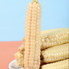 产地直发 | 【枝悦】云南版纳拇指小玉米傣家迷你手指香糯真空玉米棒宝宝即食早餐 商品缩略图2