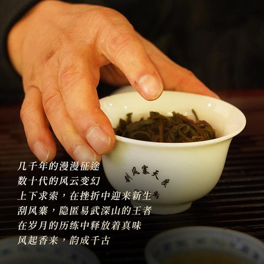 【刮风寨】2023年头春头采今年掌柜首款巨作，全部为挑采不低于20米高杆古树茶，掌柜出手比出好茶357克/饼 商品图5